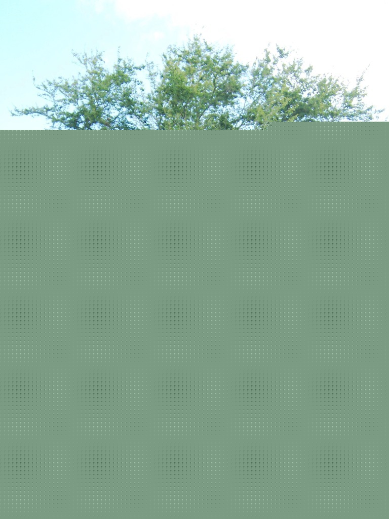 معرفی و راهنمای پرورش درختان میوه - تمبر هندی مانیلا